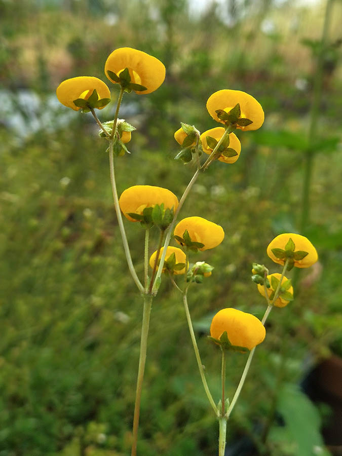Calceolaria filicaulis 2